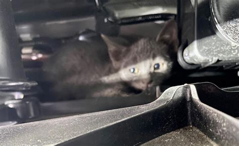 Kitten takes a wild ride underneath California woman's SUV